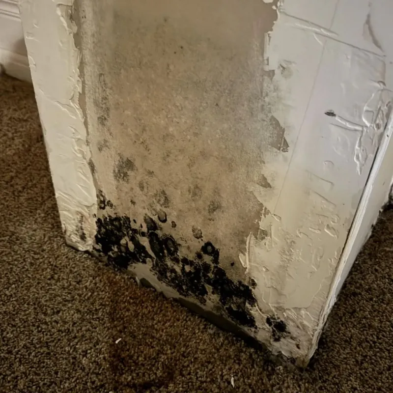 Professional Mold Removal in Hallock, MN